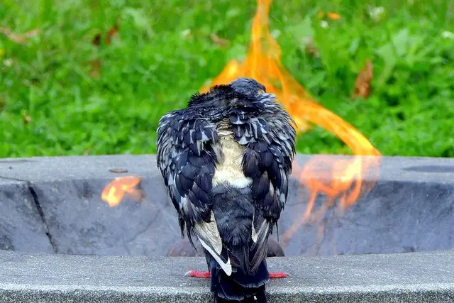 Don't worry—this wet pigeon was just basking in the warmth of the 9/11 eternal flame at Battery Park